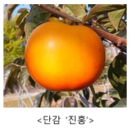 나무에 열린 농촌진흥청 개발 단감 진홍 품종의 주황색 과실