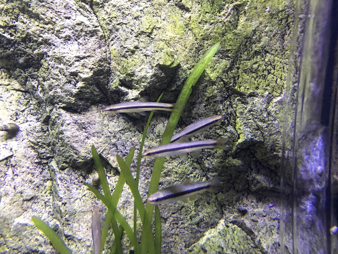 사진: Gaeho77, “Pseudopungtungia tenuicorpus, Danyang.png”, Wikimedia Commons, CC0. PNG 원본을 JPEG로 변환 단양에서 촬영된 Pseudopungtungia tenuicorpus