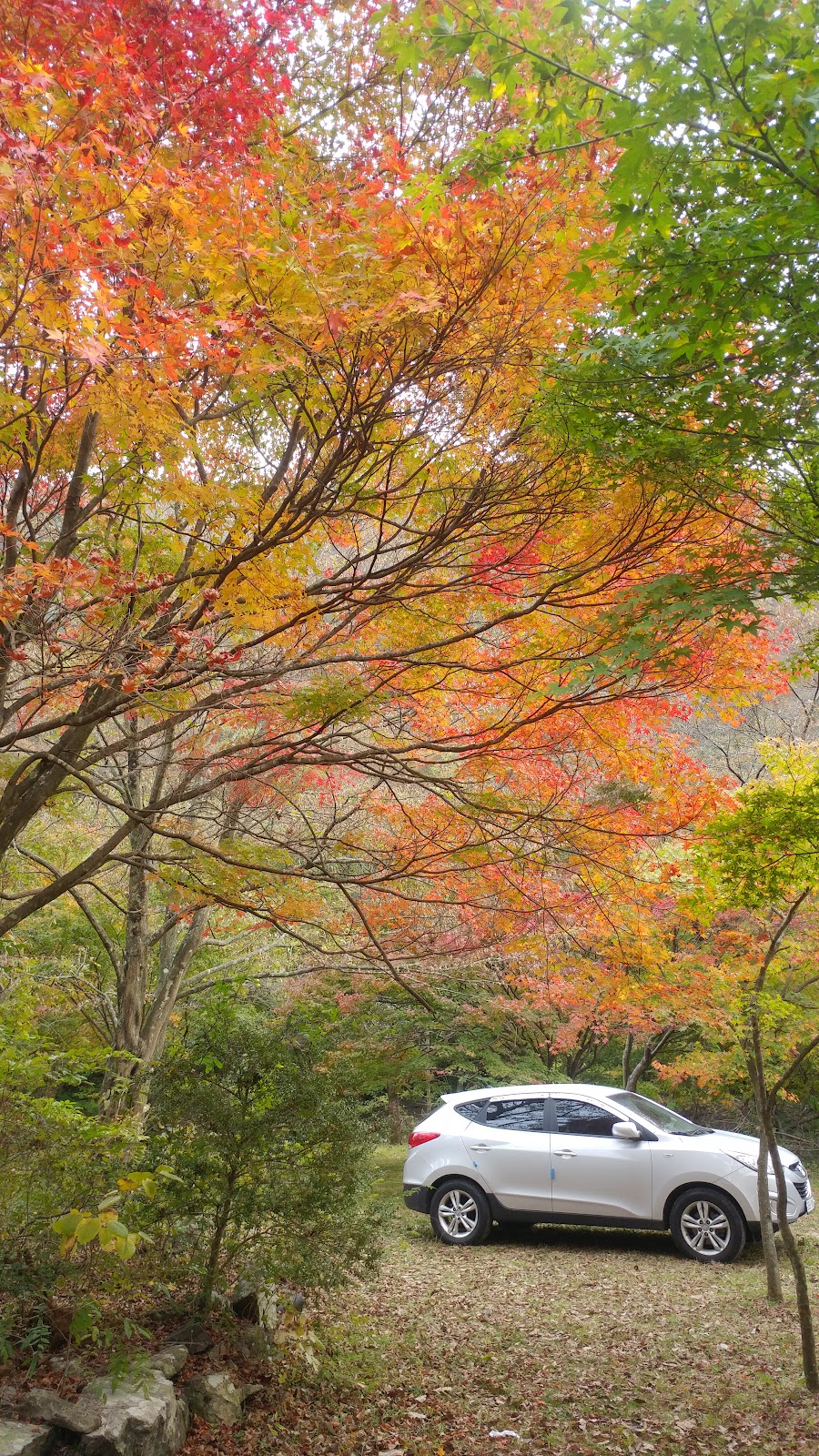 내장산의 붉고 노란 가을 단풍